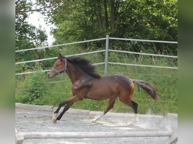 German Sport Horse Stallion 1 year 16,1 hh Bay-Dark in Naila