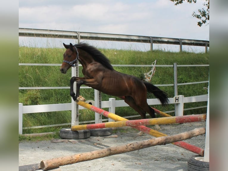 German Sport Horse Stallion 1 year 16,1 hh Bay-Dark in Naila