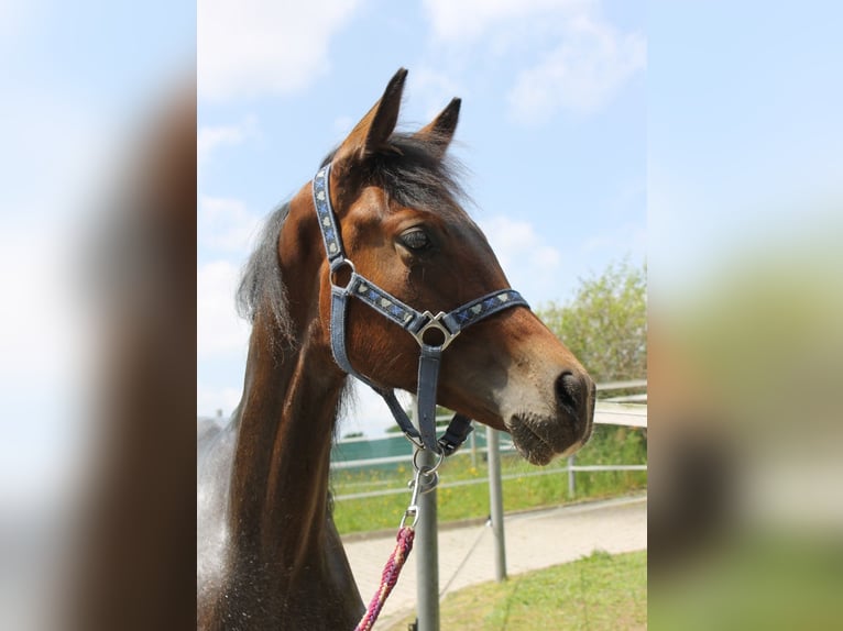 German Sport Horse Stallion 1 year 16,1 hh Bay-Dark in Naila