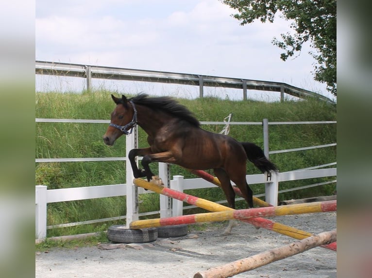 German Sport Horse Stallion 1 year 16,1 hh Bay-Dark in Naila