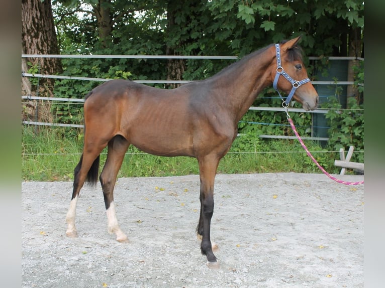 German Sport Horse Stallion 1 year 16,1 hh Bay-Dark in Naila