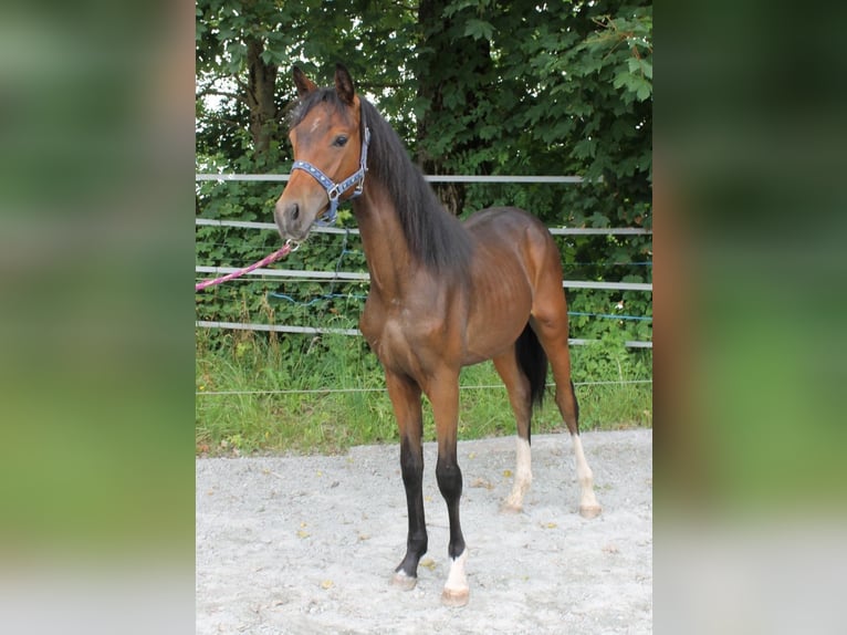 German Sport Horse Stallion 1 year 16,1 hh Bay-Dark in Naila