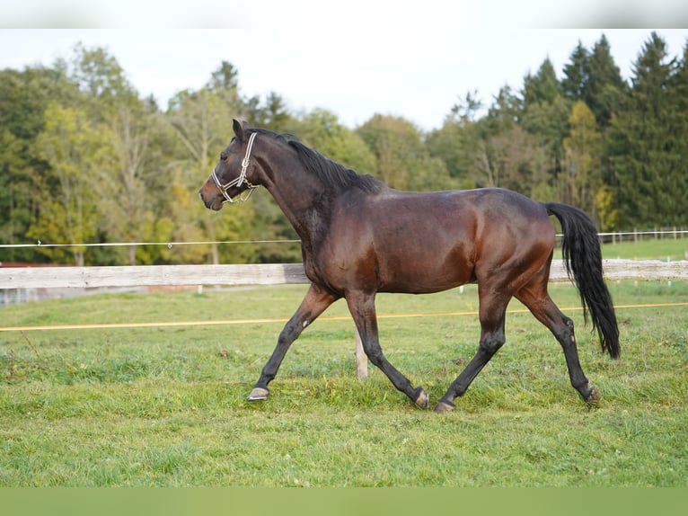 German Sport Horse Stallion 1 year 16,1 hh Brown in Halblech