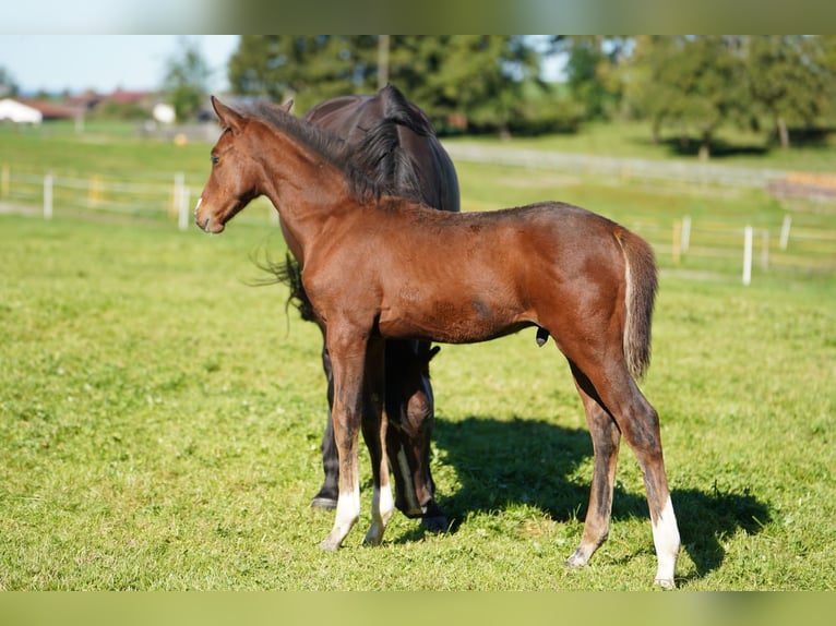 German Sport Horse Stallion 1 year 16,1 hh Brown in Halblech