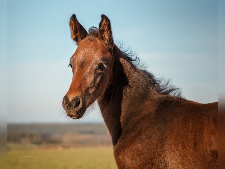 German Sport Horse Stallion 1 year 16.1 hh Brown in Ebermannsdorf