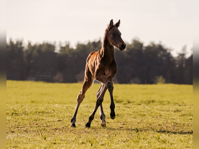 German Sport Horse Stallion 1 year 16.1 hh Brown in Ebermannsdorf