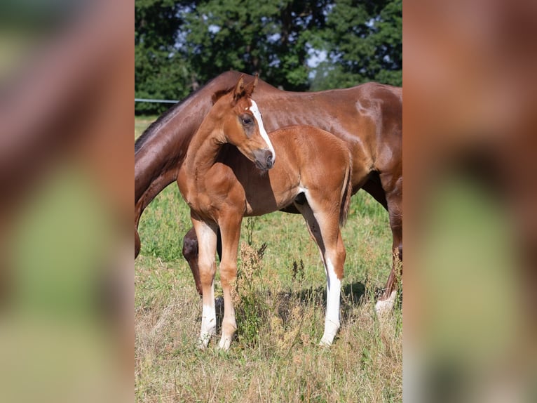 German Sport Horse Stallion 1 year 16,1 hh Chestnut-Red in Sperenberg