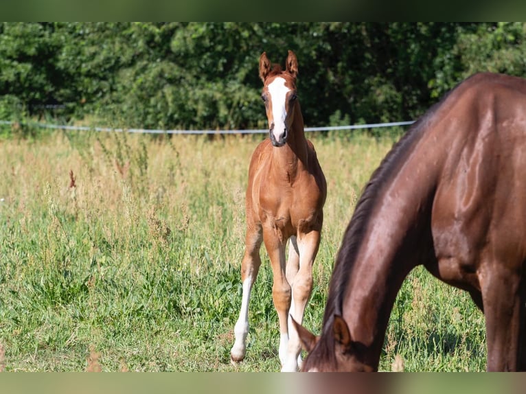 German Sport Horse Stallion 1 year 16,1 hh Chestnut-Red in Sperenberg