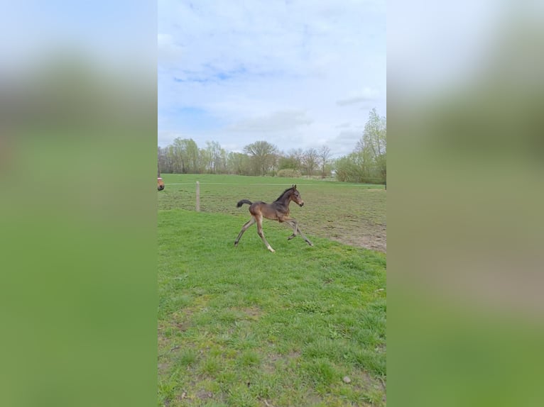 German Sport Horse Stallion 1 year 16,2 hh Bay-Dark in Rohrlack