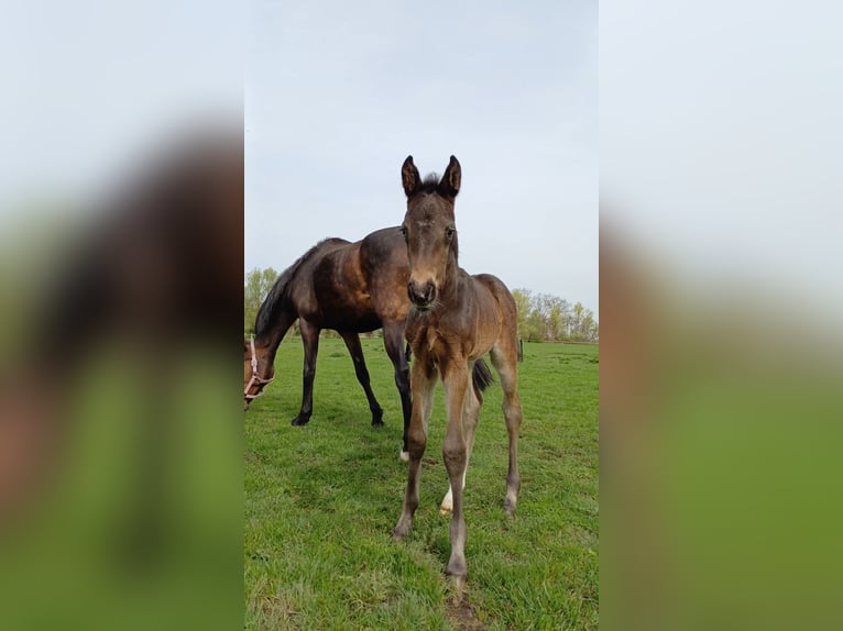 German Sport Horse Stallion 1 year 16,2 hh Bay-Dark in Rohrlack