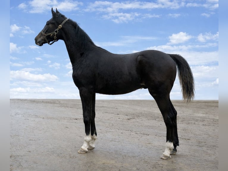 German Sport Horse Stallion 1 year 16.2 hh Black in Langenau