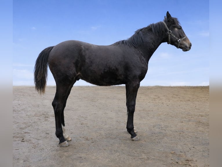 German Sport Horse Stallion 1 year 16.2 hh Black in Langenau
