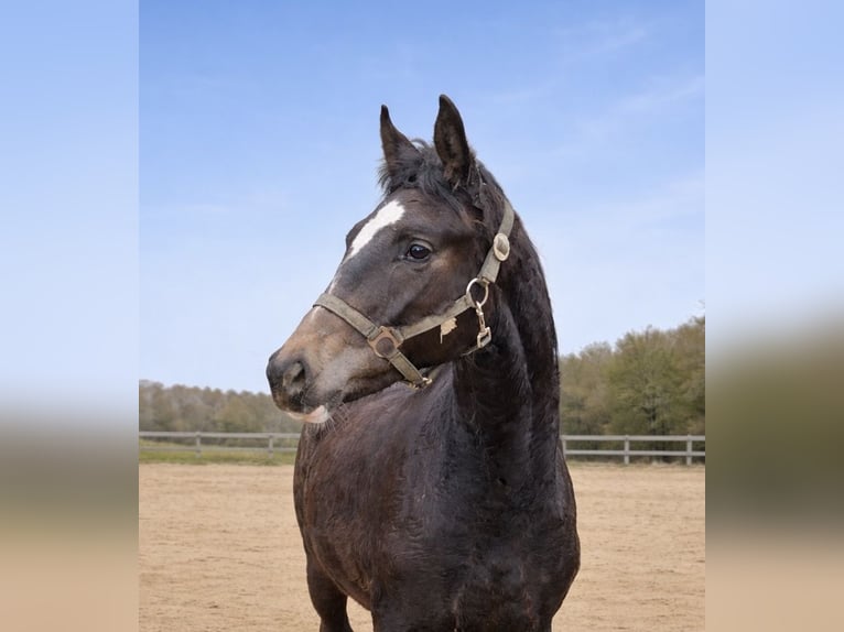 German Sport Horse Stallion 1 year 16.2 hh Black in Langenau