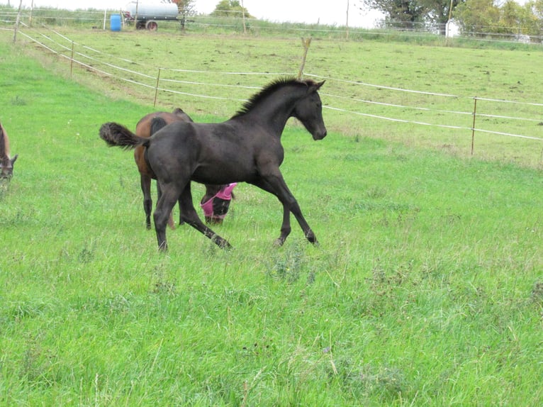 German Sport Horse Stallion 1 year 16,2 hh Black in Querfurt