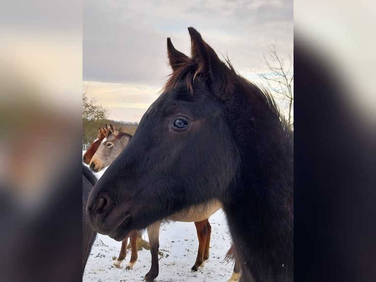 German Sport Horse Stallion 1 year 16,2 hh Black in Querfurt