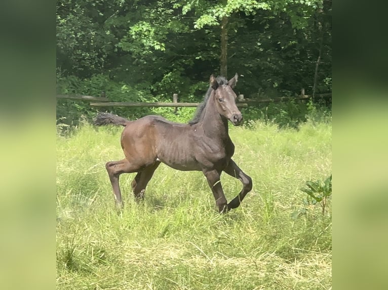 German Sport Horse Stallion 1 year 16,2 hh Black in Tiefenbach