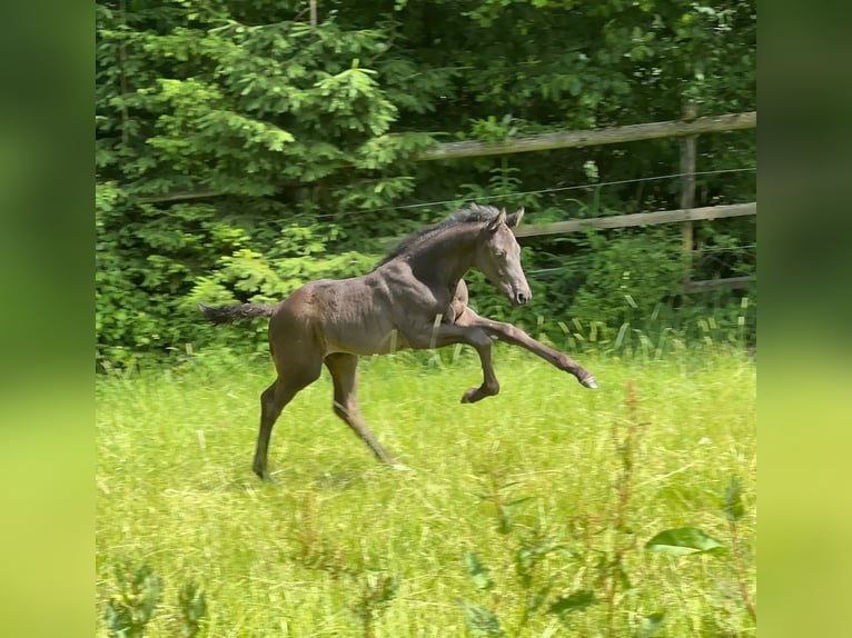 German Sport Horse Stallion 1 year 16,2 hh Black in Tiefenbach