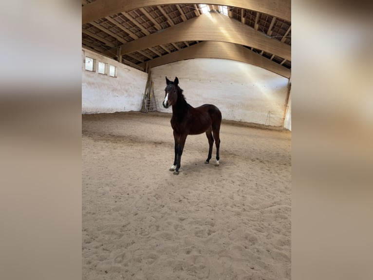 German Sport Horse Stallion 1 year 16.2 hh Brown in Scheßlitz