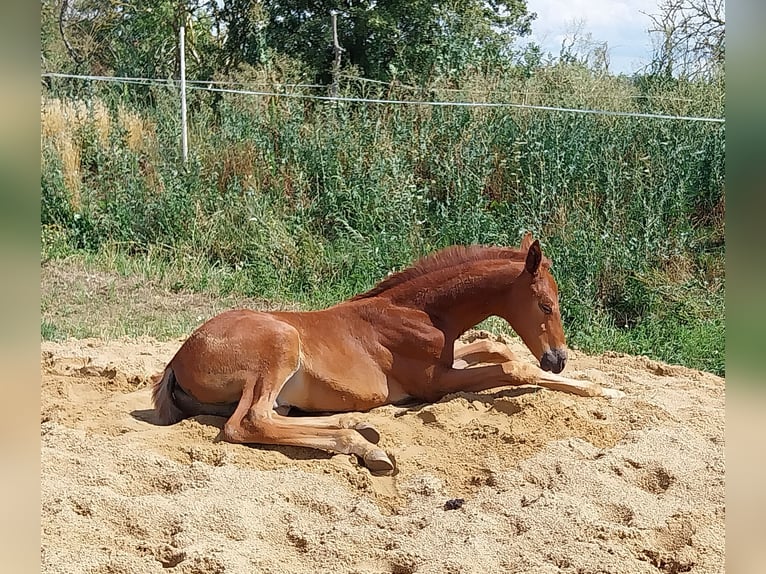 German Sport Horse Stallion 1 year 16,2 hh Chestnut in Querfurt