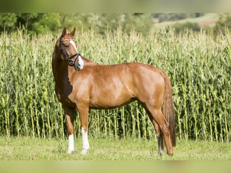 German Sport Horse Stallion 1 year 16,2 hh Chestnut in Laupheim