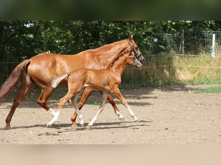 German Sport Horse Stallion 1 year 16.2 hh Chestnut in Sülzenbrücken