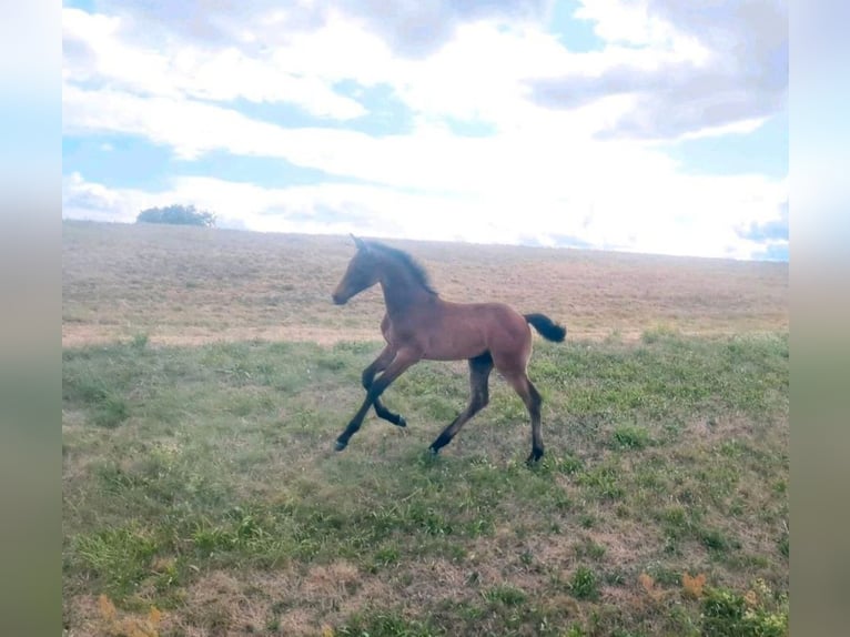 German Sport Horse Stallion 1 year 16,3 hh Gray in Annaburg