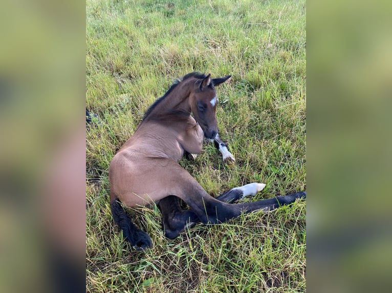 German Sport Horse Stallion 1 year 16,3 hh Gray in Güssefeld