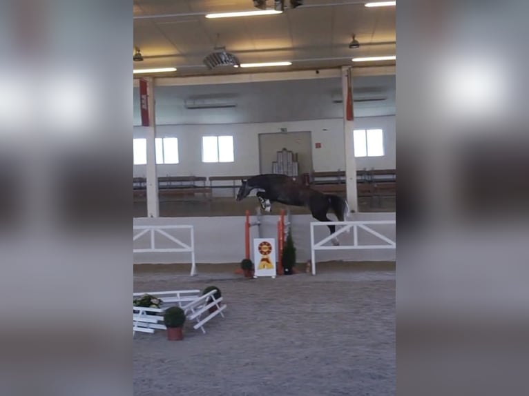 German Sport Horse Stallion 1 year 16,3 hh Gray in Güssefeld