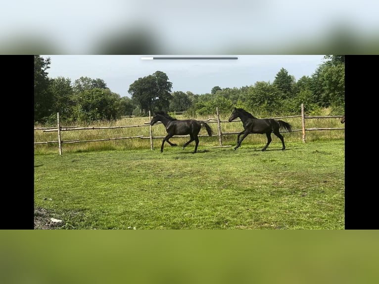 German Sport Horse Stallion 1 year 16 hh Black in Pieńsk