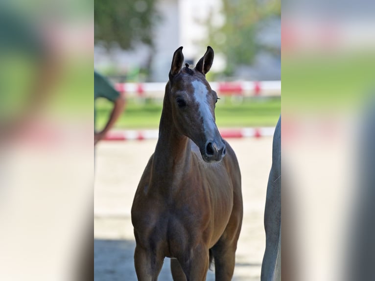 German Sport Horse Stallion 1 year 16 hh Grey in Otterberg