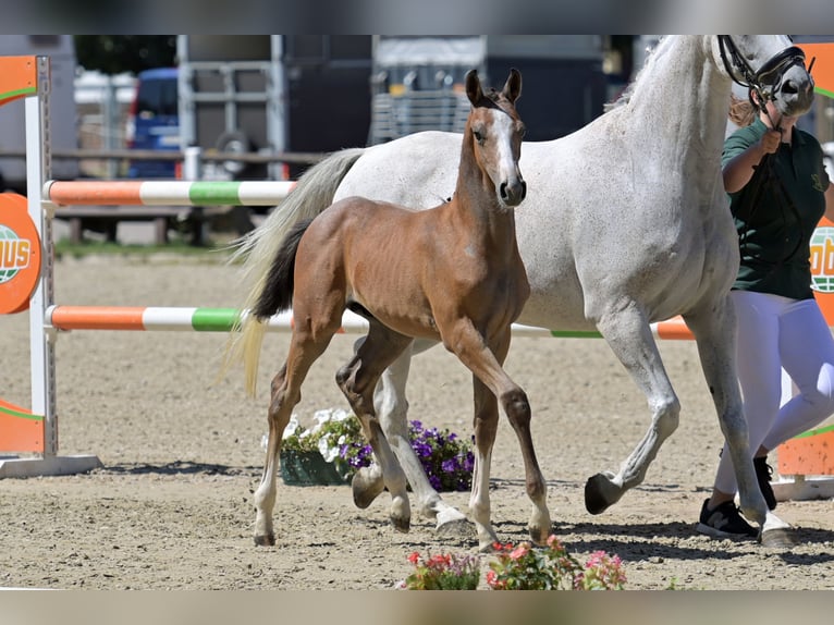 German Sport Horse Stallion 1 year 16 hh Grey in Otterberg