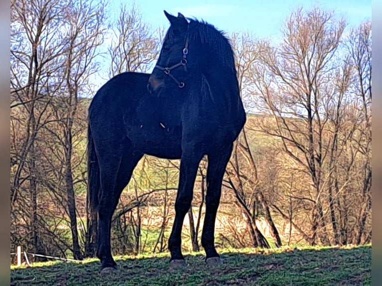 German Sport Horse Stallion 1 year 16,1 hh Bay-Dark in Misserode
