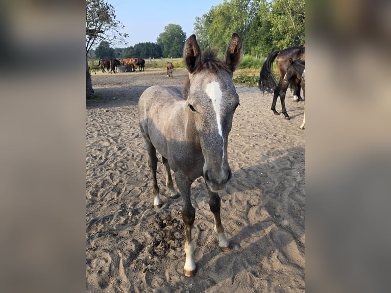German Sport Horse Stallion 1 year 16,1 hh Grey-Dapple in Sperenberg