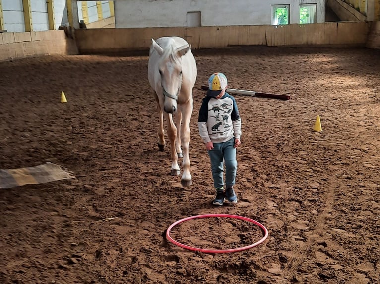 German Sport Horse Stallion 1 year 16,1 hh Palomino in Friesack