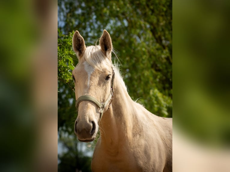 German Sport Horse Stallion 1 year 16,1 hh Palomino in Friesack