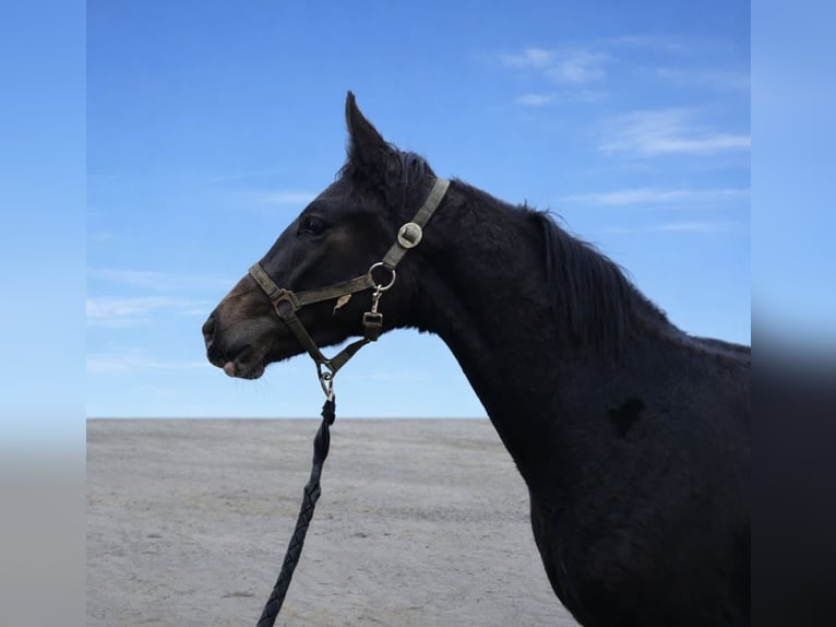 German Sport Horse Stallion 1 year 16,2 hh Black in Langenau