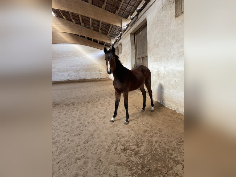 German Sport Horse Stallion 1 year 16,2 hh Brown in Scheßlitz