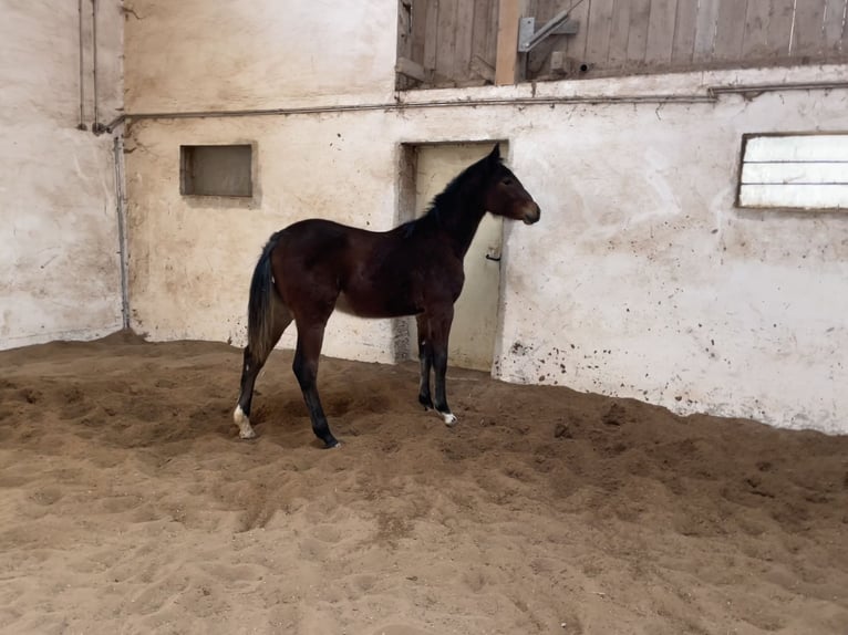 German Sport Horse Stallion 1 year 16,2 hh Brown in Scheßlitz