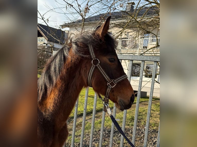 German Sport Horse Stallion 1 year 16,2 hh Brown in Kurtscheid
