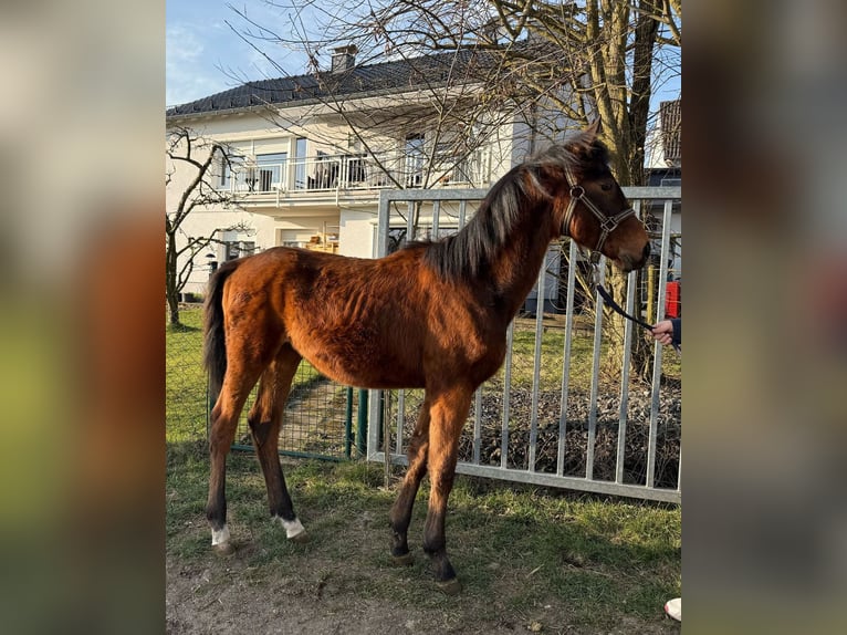 German Sport Horse Stallion 1 year 16,2 hh Brown in Kurtscheid