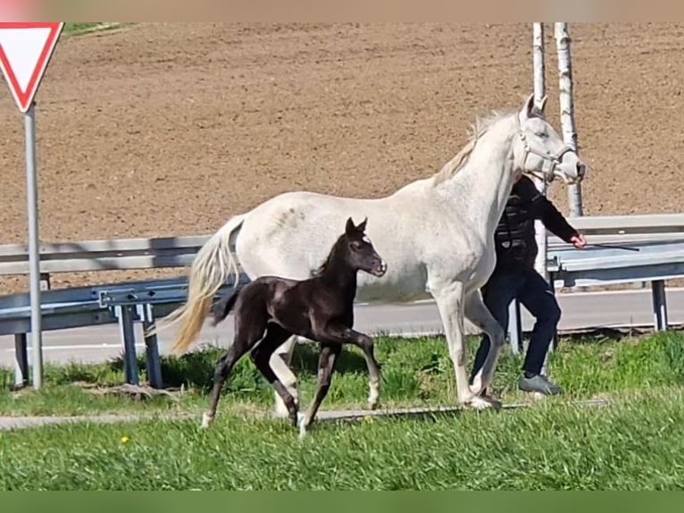 German Sport Horse Stallion 1 year 16,2 hh Can be white in Ettenbeuren