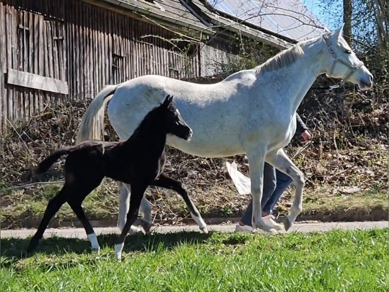 German Sport Horse Stallion 1 year 16,2 hh Can be white in Ettenbeuren