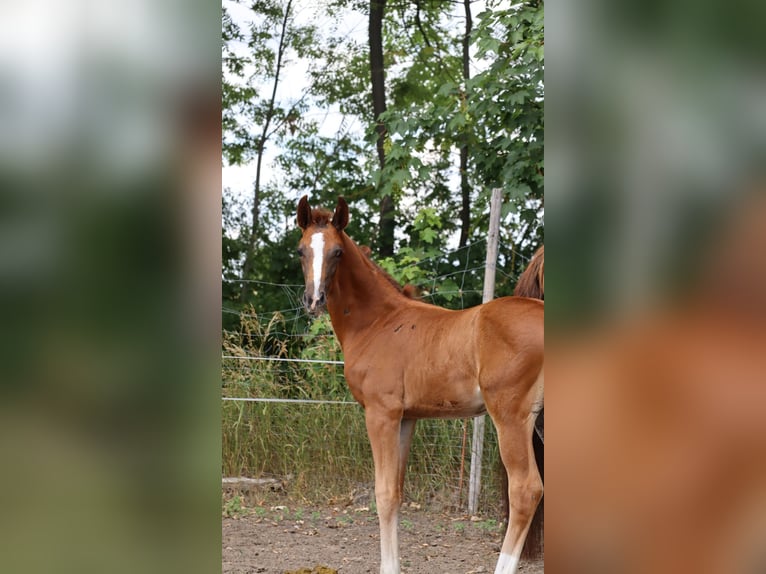 German Sport Horse Stallion 1 year 16,2 hh Chestnut in Sülzenbrücken