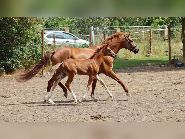 German Sport Horse Stallion 1 year 16,2 hh Chestnut in Sülzenbrücken