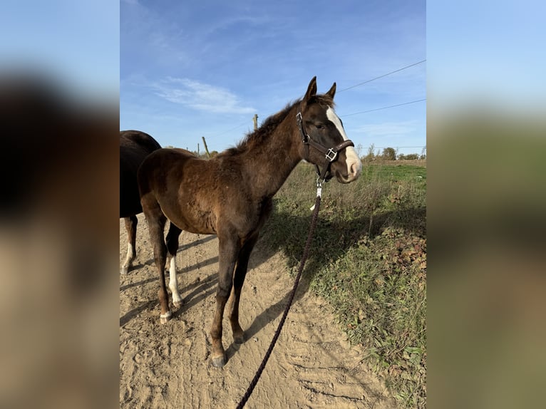 German Sport Horse Stallion 1 year 16,2 hh Chestnut in M&#xFC;ncheberg