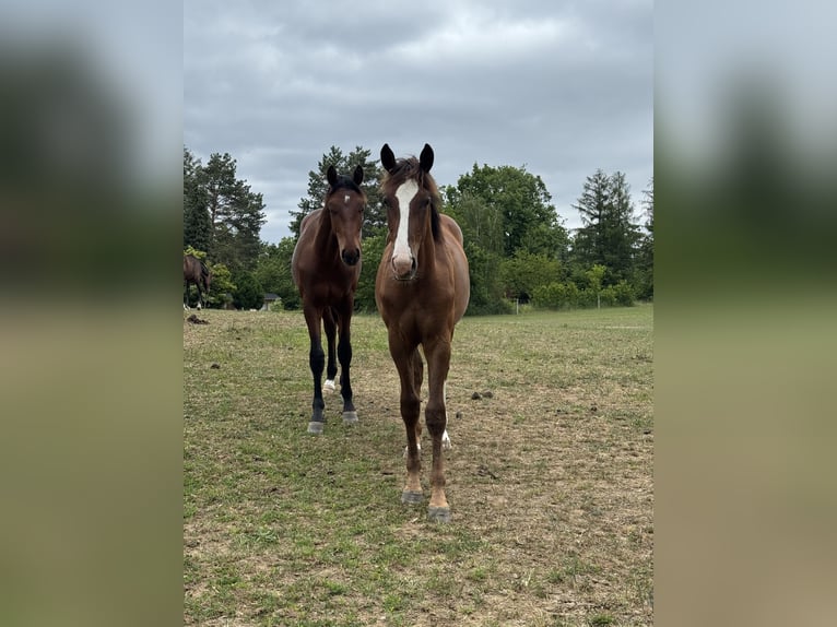 German Sport Horse Stallion 1 year 16,2 hh Chestnut in M&#xFC;ncheberg