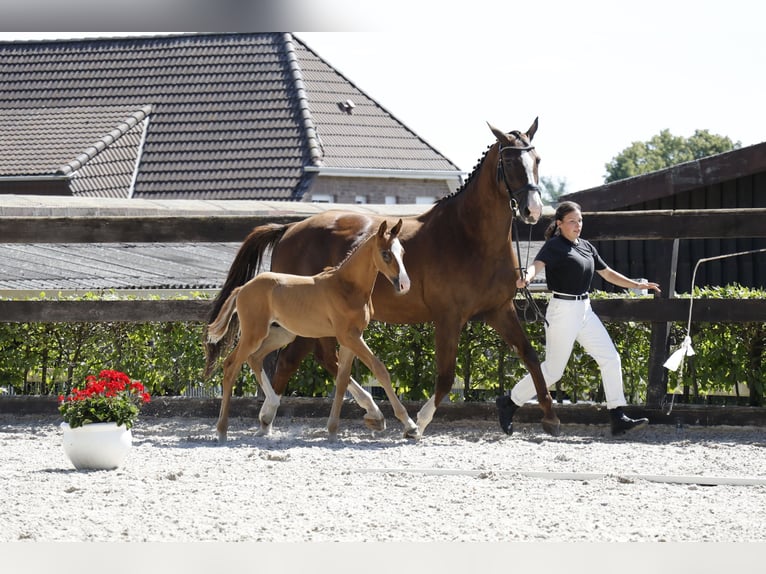 German Sport Horse Stallion 1 year 16,2 hh Chestnut in M&#xFC;ncheberg
