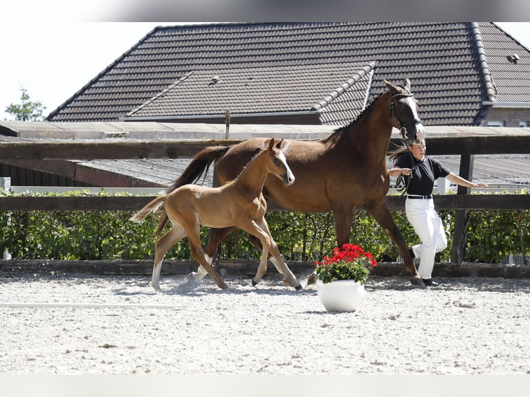 German Sport Horse Stallion 1 year 16,2 hh Chestnut in M&#xFC;ncheberg