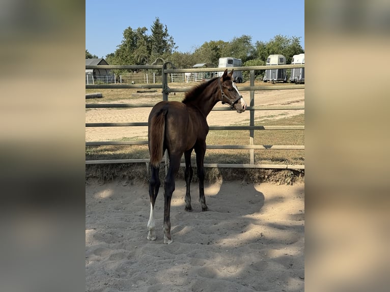 German Sport Horse Stallion 1 year 16,2 hh Chestnut in M&#xFC;ncheberg