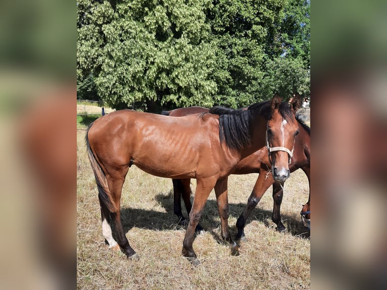 German Sport Horse Stallion 1 year 16,3 hh Brown in Ilmtal-Weinstra&#xDF;e